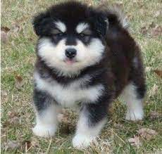 Pin By Marie Nieto On Pups Cute Husky Puppies Husky Puppy Siberian Husky Puppies