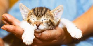 Female cats usually in heat for between 2 to 19 days but it can be shorter for unmated female cats, about 8 days only. How To Tell The Sex Of A Kitten International Cat Care