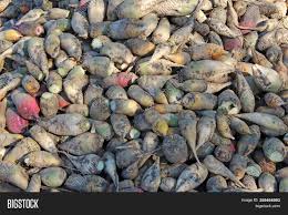 Maybe you would like to learn more about one of these? Mangold Wurzel Grown Image Photo Free Trial Bigstock