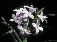 Image result for Conostomium natalense