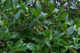 Image result for Psorospermum mechowii