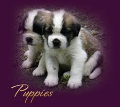 Raised with adults and kids. Blissful Saint Bernards Puppies