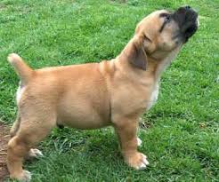 The south african boerboel is a breed of dogs that is magnificent, unique and one of a kind. South African Boerboel Puppy