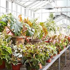Image result for Begonia macrocarpa