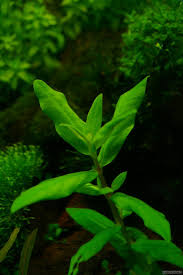 Image result for Hionanthera