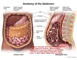 Abdominal anatomy includes a major element of the gastrointestinal, system, the caudal end of the oesophagus, stomach, large and small intestine, liver, pancreas and the gallbladder. Abdominal Anatomy Exhibits