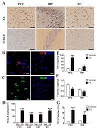 Tau Protein Hyper Phosphorylation And Neurofibrillary Tangle Nft Like Download Scientific Diagram