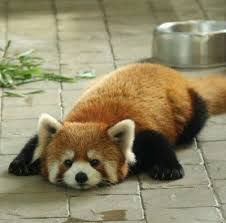 Red Panda The Cute Animal Facts Pictures And Information By Pets Planet Cute Animals Red Panda Cute Cute Baby Animals