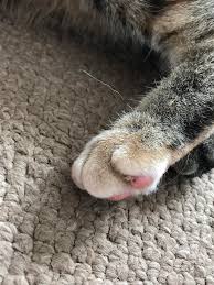Can a cutaneous horn fall off? What S This On My Cats Paw Little Bit Concerned Cats