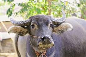 Satu buah pisang berukuran kecil saja sudah mengandung 26,95 gr karbohidrat. Berita