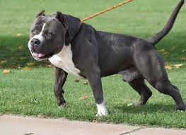 We produce many different colors of the blue pitbull. Ali I Nui Blue Nose Pitbull Puppies For Sale Hawaii King Kennels