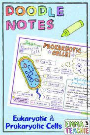Eukaryotic And Prokaryotic Cells Doodle Notes Doodle Notes Prokaryotic Cell Doodles