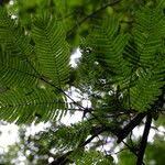 Image result for Newtonia buchananii