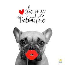 Valentine's day is the perfect occasion to shower your lady in warm valentine's messages and thoughtful greetings. 81 Funny Valentine S Day Quotes Now That Cupid Shot At Me