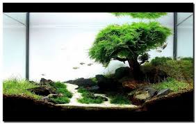Aquascaping Designs For Your Beautiful Aquarium White Sand Natural Rocks Water Plants Small Fish Di Fish Tank Plants Live Aquarium Plants Aquascape Aquarium