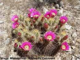 Plus, many cacti have fun and attractive features like white hairs, yellow flowers, or whimsical shapes. 14 Types Of Cacti For Indoors And Outdoors Including Pictures