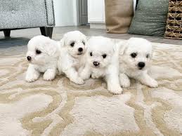 Bichon Frise puppies for sale 