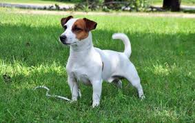 So a jack russell of the jrtca/parson russell type is like an artifact from a different time. What Is The Difference Between Jack Russell Terrier Parson Russell