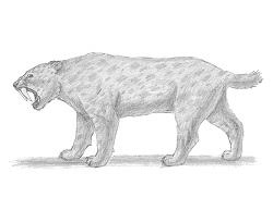How To Draw A Smilodon Saber Tooth Tiger This prehistoric cat makes an excellent cuddle companion. how to draw a smilodon saber tooth tiger