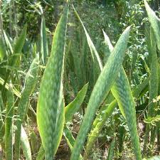 Image result for Sansevieria hyacinthoides