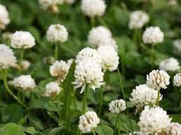 The flowers are tiny and will form a blanket of white in the grass where they spread. Controlling White Clover How To Get Rid Of White Clover