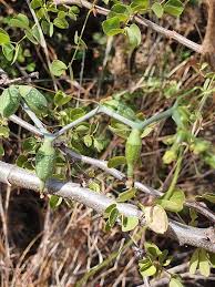 Image result for Corallocarpus epigaeus