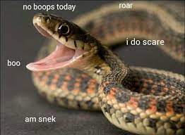 Pin By Lex On Snakes Cute Snake Snake Snake Photos