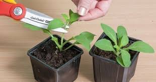 посадка цветов на рассаду в марте по лунному календарю Prishipyvaem Petuniyu Pravilno Petunii Ogorodnichestvo Ulichnye Rasteniya