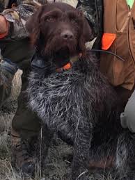 We did not find results for: Wirehaired Pointing Griffon Puppies Stubborn Ass Kennel