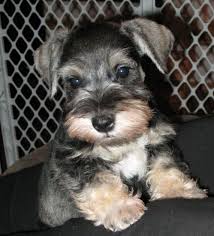 Schnauzer Mountain Miniatures Miniature Schnauzer Breeder Miniature Schnauzer Schnauzer Schnauzer Puppy