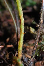 Image result for Metathelypteris vandervekenii