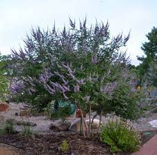This video has butterflies and bees. Texas Lilac Vitex Tree Backyard Trees Vitex Tree Purple Flowering Tree