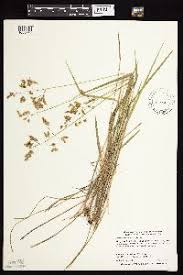 Image result for Anthoxanthum nivale