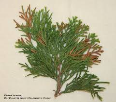 Image result for argyresthia thuiella thuja symptoms