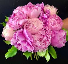 Free shipping on qualified orders. Pink Peony Wedding Bouquet Large Pink Peonies In Key West Fl Petals Vines
