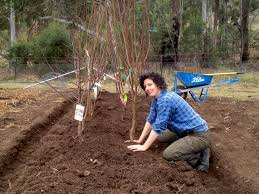 They will contain seeds and, depending upon the variety, might be so large that the fruit is difficult to get to. Stop Gap Fruit Tree Planting Bring On The Cultivated Beds Milkwood Permaculture Courses Skills Stories