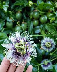 How To Grow Purple Passion Fruit Vs Maypops The Ultimate Guide Homestead And Chill Passion Fruit Flower Passion Fruit Plant Growing Passion Fruit