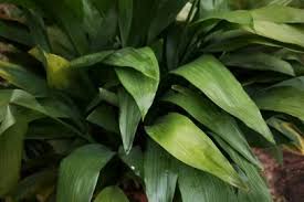 Image result for Aspidistra