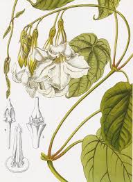 Image result for dipladenie suaveolens obrázek