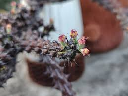 Image result for Euphorbia corniculata