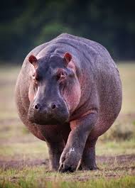 Males are usually 3.5 metres (11.5 feet) long, stand 1.5 metres (5 feet) tall, and weigh 3,200 kg (3.5 tons). Common Hippopotamus Hippopotamus Amphibius Hippopotamus Animal Alphabet Pet Birds