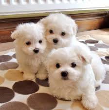 Check spelling or type a new query. Maltese Puppies For Sale Maltuefah6868 Pages Directory