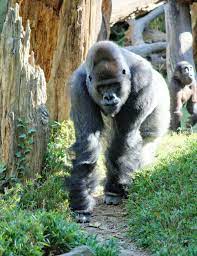 waiting for dad to walk away dead gorilla animals gorilla