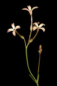 Image result for Kohautia