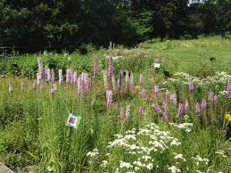 Check spelling or type a new query. Get Excited About Native Plants Michigan Audubon
