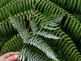 Image result for Cyathea mildbraedii