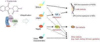 Image result for Thalidomide