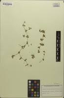 Image result for Limeum viscosum