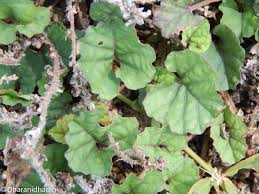 Image result for Merremia emarginata