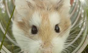 Klapvallen tegen muizen zijn verkrijgbaar als open valletjes met een klem of als dichte doosjes. Muizen In Huis Voorkomen Leukegeit